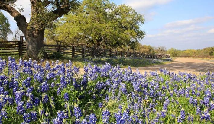 Texas Hill Country — bluebonnets or Pedernales Falls