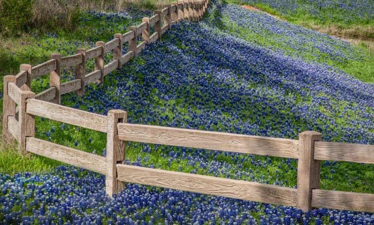 Texas landscape — Hill Country or bluebonnet fields